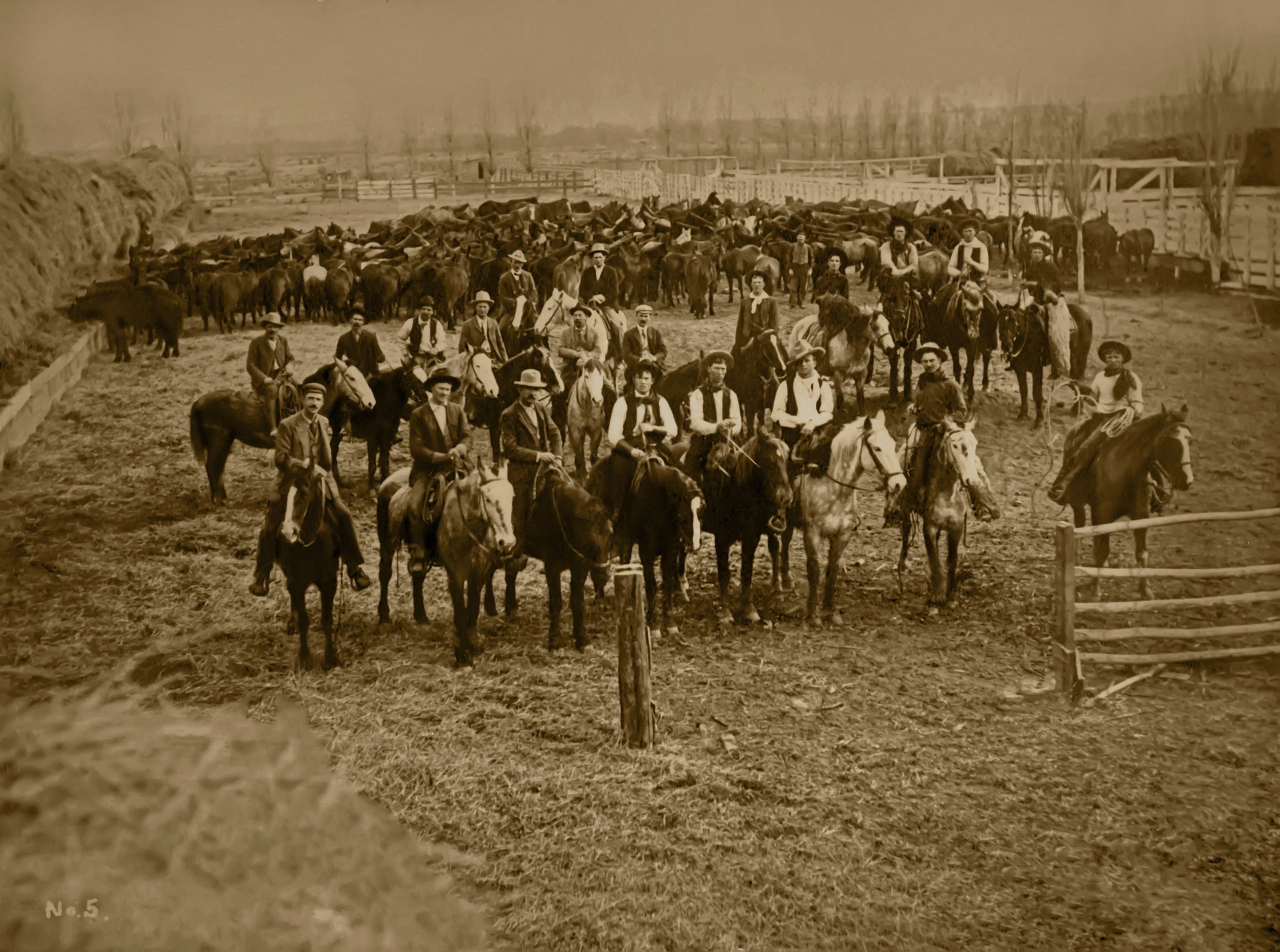 The Last of the Boer War Horses